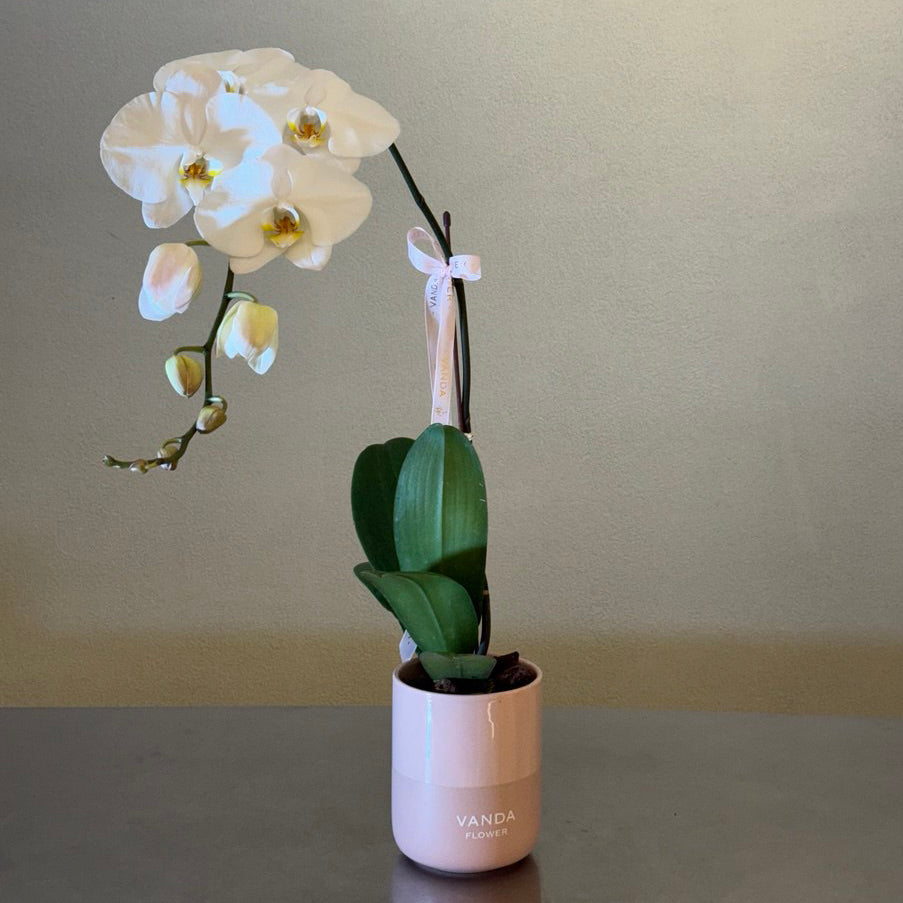 Elegant white orchid in a minimalist ceramic pot  the perfect touch of natural beauty and luxury for any space. Ideal as a timeless gift for home or office décor.