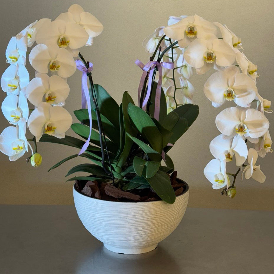 Triple stem orchid