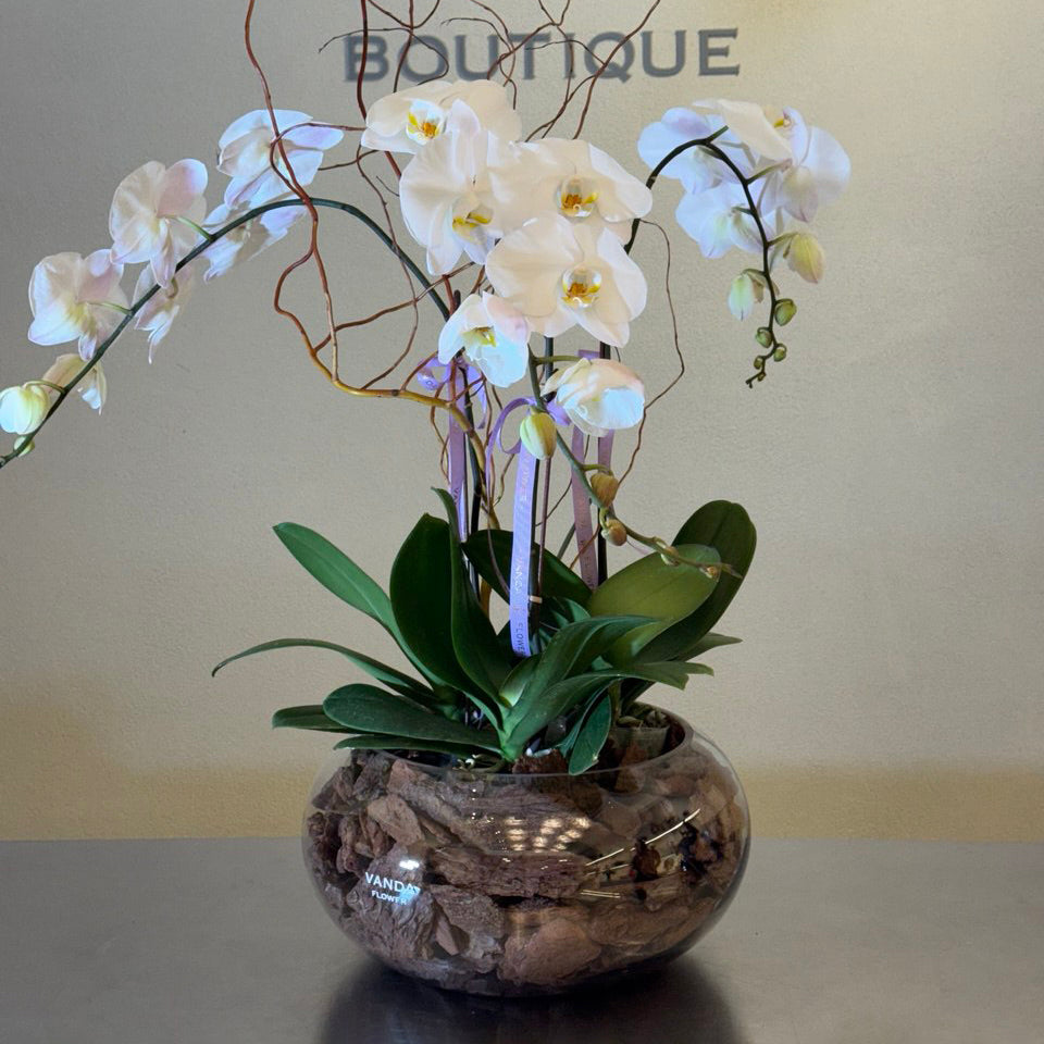 This elegant triple-stem Phalaenopsis orchid is a true symbol of luxury and sophistication. With its abundant blooms and refined silhouette, it creates a stunning visual impact in any interior. Designed in a modern ceramic pot, it’s perfect for homes, offices, and premium gifting.
Known for its long-lasting flowers and minimal-care nature, this orchid brings serenity, modern elegance, and timeless beauty to every space.