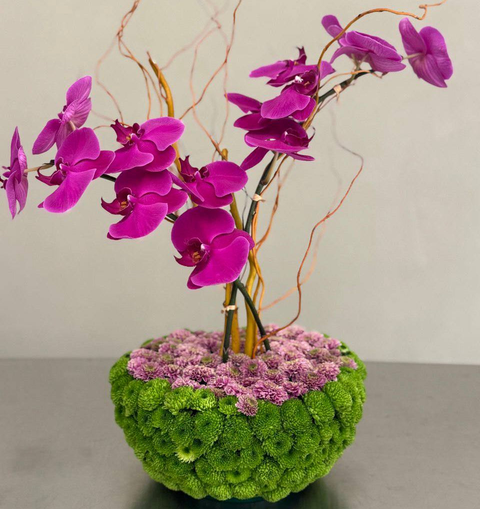 Purple Phalaenopsis orchid arrangement with green chrysanthemum base and curly willow branches.
